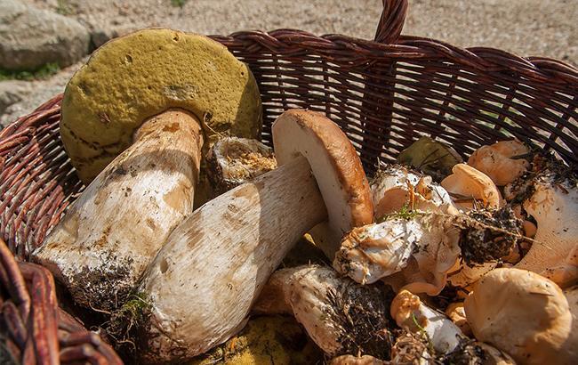 У Луганській області 8 людей отруїлись грибами