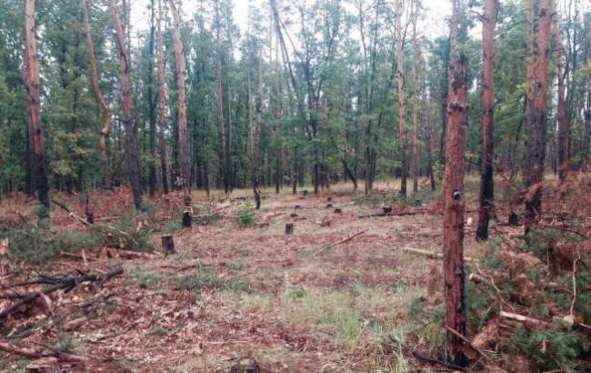 Журналіст розповіла, як у зоні АТО таємничо зникає ліс