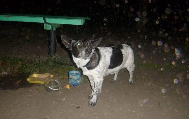 В Киеве нашли щенка с запиской от его имени