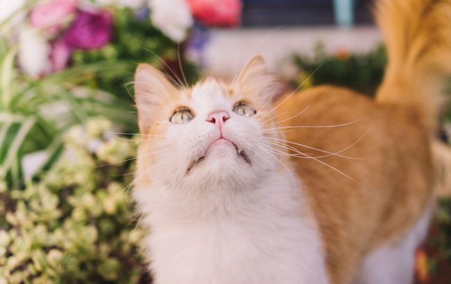 Эти цветы из вашего сада опасны для кошек: на что обратить внимание