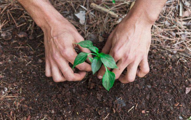 Що посадити в кінці квітня, щоб отримати урожай вже у червні
