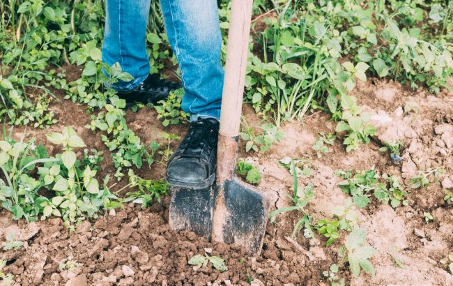Коли треба копати картоплю у 2024 році, щоб вона добре зберігалася