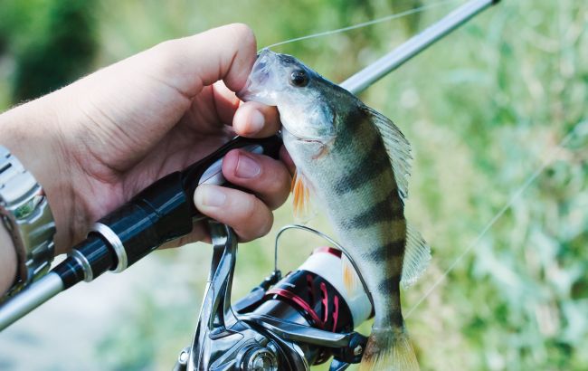 Чи варто відпускати спійману рибу? Правда, яку не розповідають рибалкам