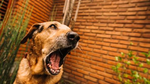 7 опасных ошибок в уходе за собакой, которые могут стоить ей жизни