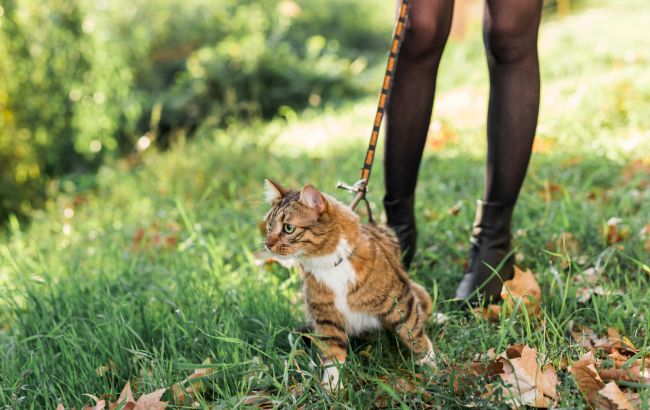 Можно ли выгуливать котов, живущих в квартире: советы владельцам