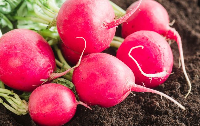 Получите большой урожай: вот что нужно добавить в почву во время посева редиски