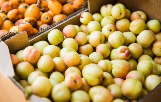 Які абрикоси краще купувати: 4 найсмачніші сорти, які підійдуть для всього