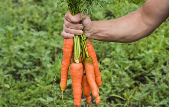 Виростуть навіть у піску: 7 корисних овочів, які ростуть у будь-якому ґрунті