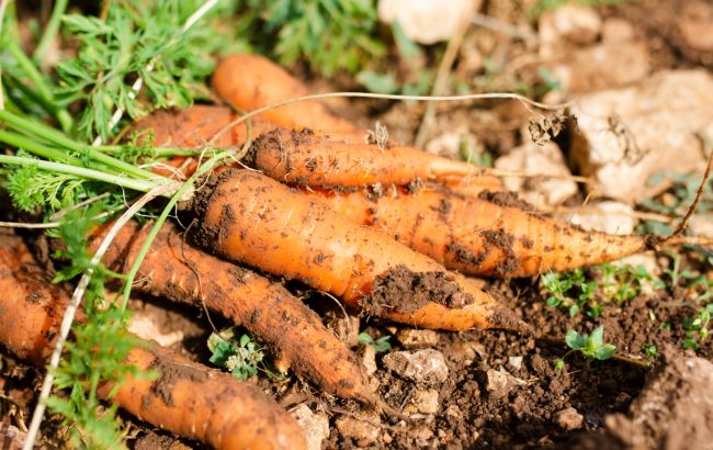 Чому морква виростає кривою і як цього уникнути