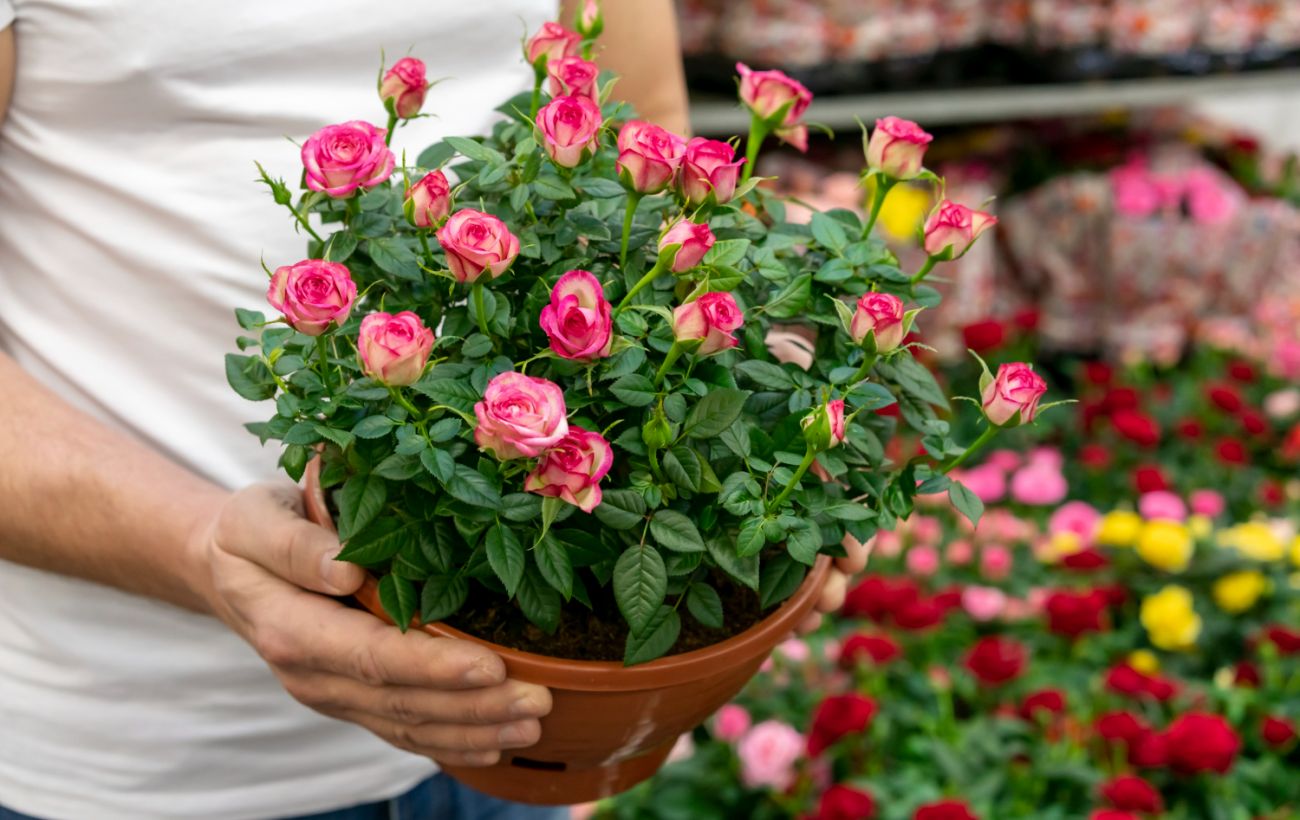 Зацвітуть вдвічі пишніше: як правильно пересадити троянди та активувати ріст