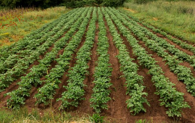 Ніколи не садіть тут картоплю: втратите весь врожай