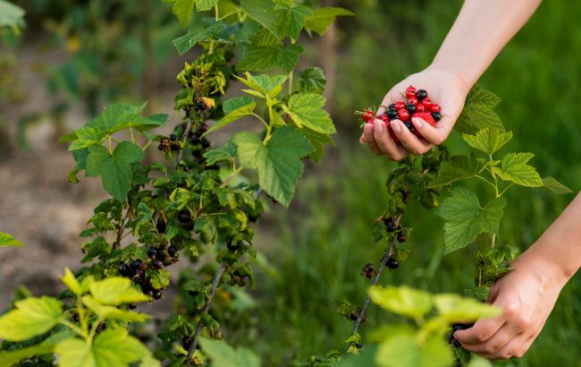 Какой праздник 23 июля: что запрещено, какие существуют традиции и кого нужно поздравить с именинами
