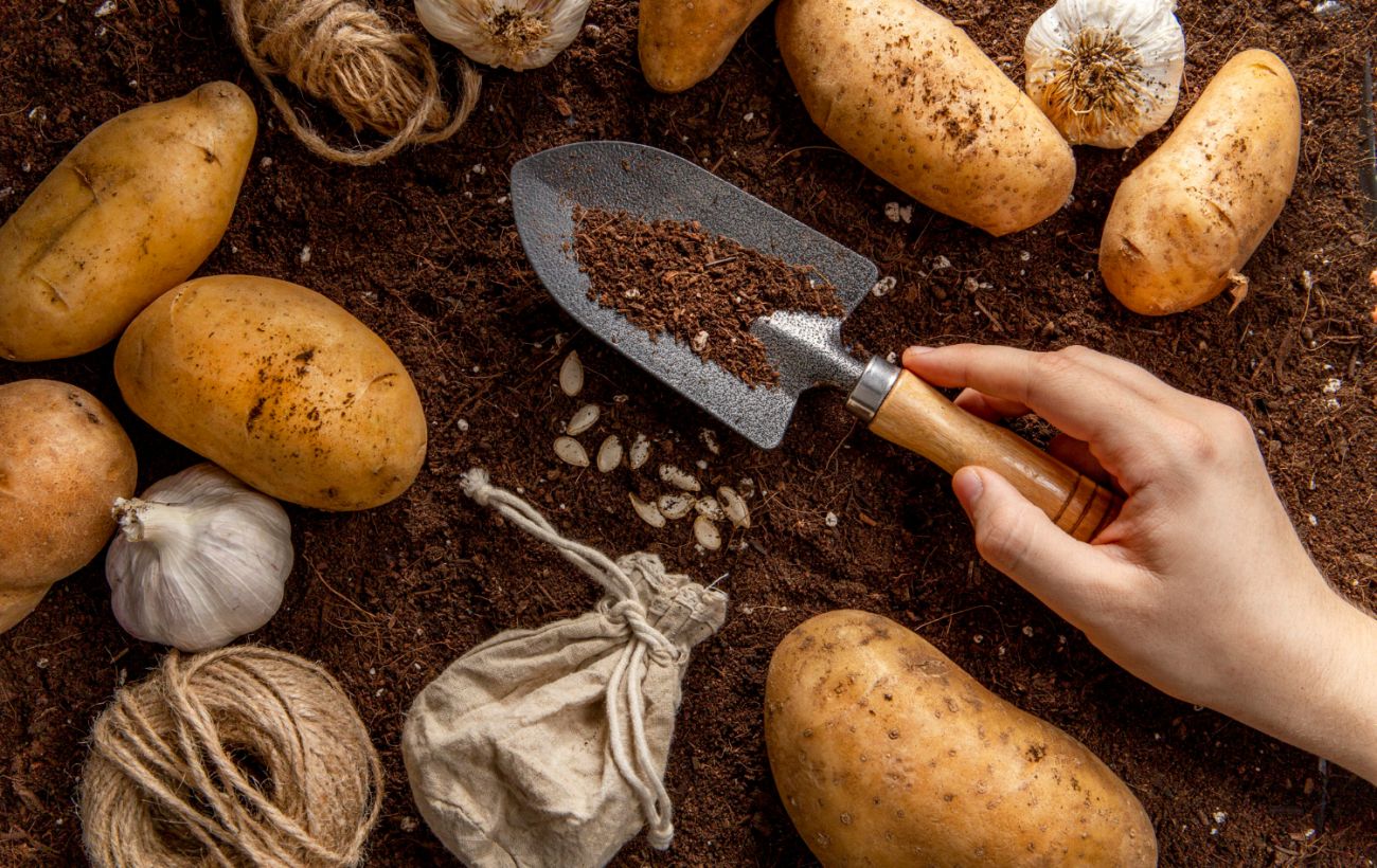 Где лучше не сажать картошку, чтобы не остаться без урожая: топ самых плохих мест