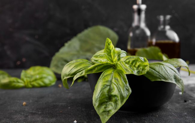 Огорода для этого не нужно: простой способ вырастить базилик на подоконнике