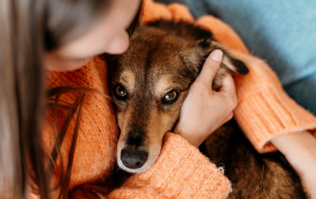 Виє цілий день: як зменшити стрес від самотності у собаки
