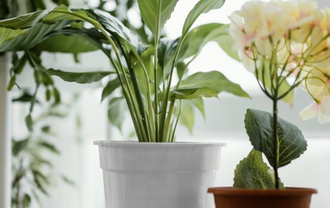 Эти способы помогут очистить комнатные растения от пыли и избежать проблем