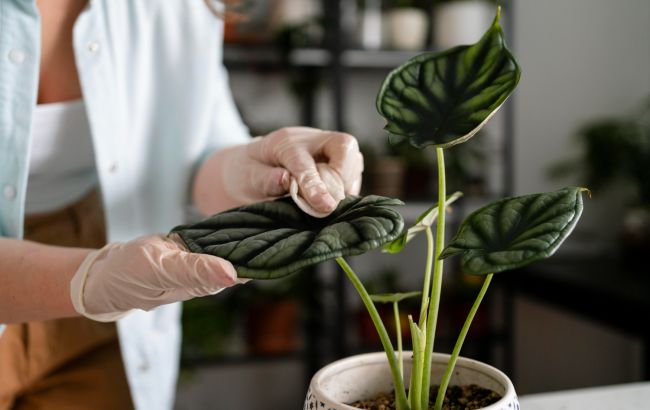 Почистьте от пыли не только полки: как нужно протирать листья комнатных растений