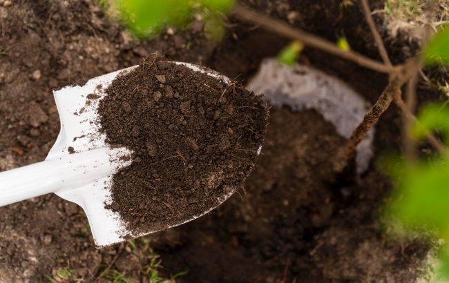 Почва не получает пользы: главная ошибка при мульчировании