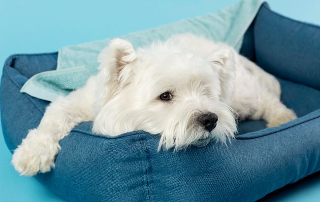 5 аксессуаров для собак, которые реально сделают жизнь комфортнее