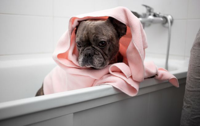 Как правильно мыть кота или собаку: советы, которые сохранят время и нервы