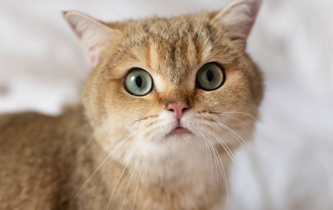 10 признаков того, что у вашего кота проблемы с зубами