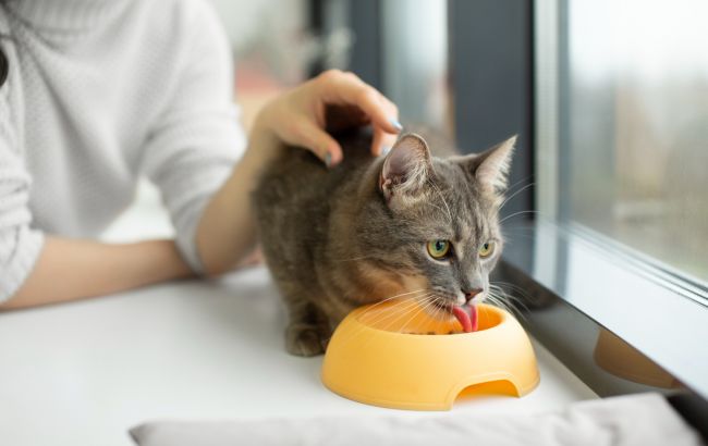 Ветеринар розповіла, чи можна котам пити молоко: ви будете здивовані