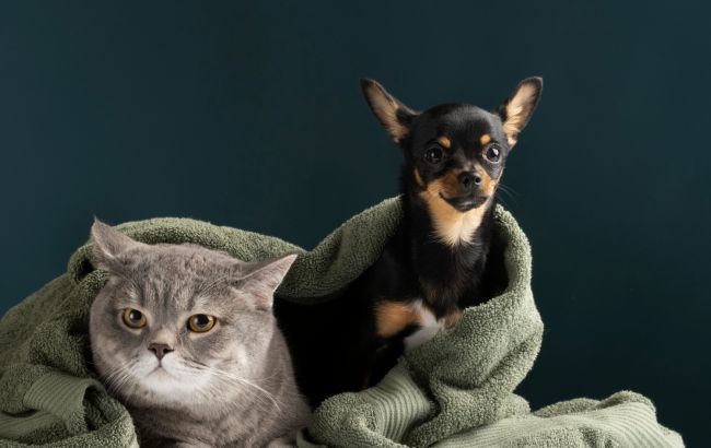 Лайфхак для власників котів і собак: 5 способів, які допоможуть в прибиранні