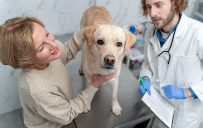 Ветеринар розповіла, як часто потрібно водити тварину до лікаря