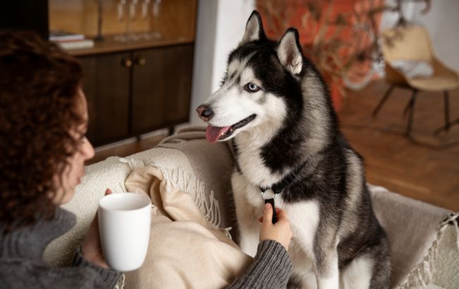 Бактерии накапливаются здесь: 7 вещей, которые владельцы животных не убирают