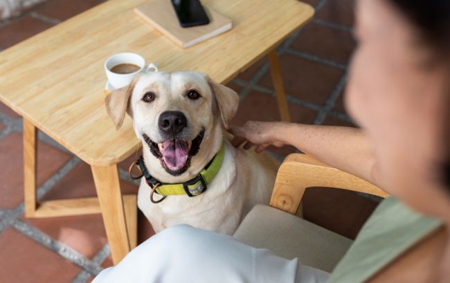 Ветеринары рассказали, почему собаки едят сырой картофель: советы владельцам животных