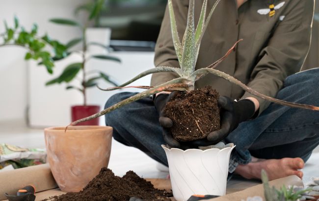 Рослина всихає чи хворіє? Ось як можна її врятувати