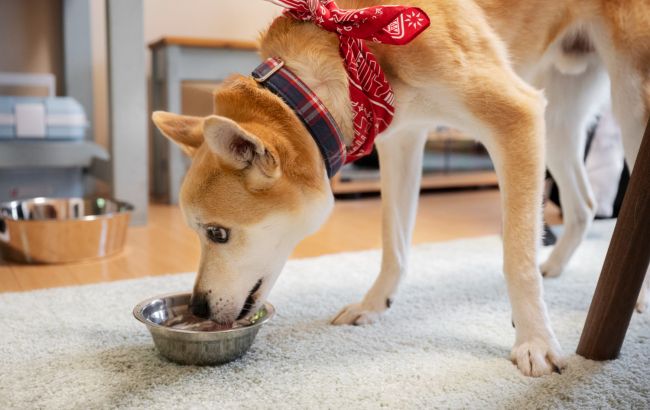 Ветеринар розповів, чи можна собакам їсти рис та яка існує небезпека