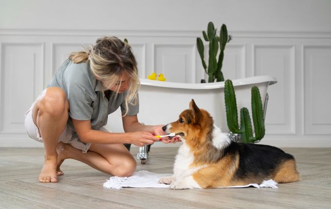 Ваша собака "полює" на котячий туалет? Що про це кажуть ветеринари