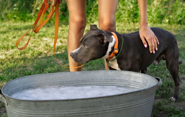 Ветеринар розповіла, чому собака п'є багато води та чи потрібно бити на сполох