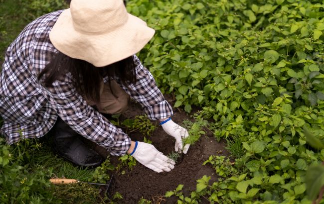 7 видов органической мульчи для растений, которая улучшит почву