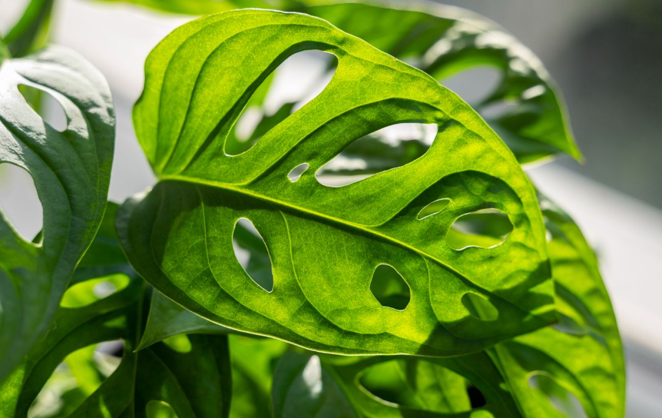 Хитрий план еволюції: чому насправді рослини зелені