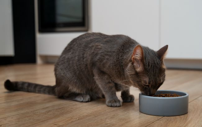 Ветеринар розповіла, чи можна котів годувати собачим кормом
