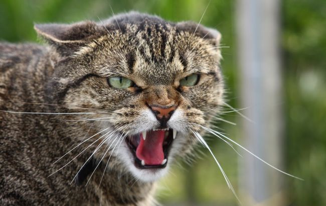У США кішка зробила кілька нападів на людей і тварин