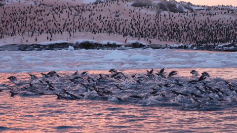 Возле украинской станции на Антарктиде рекордные скопления пингвинов
