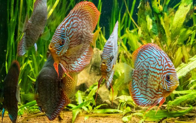 Идеальные для аквариума: 5 самых эмоциональных видов рыбок