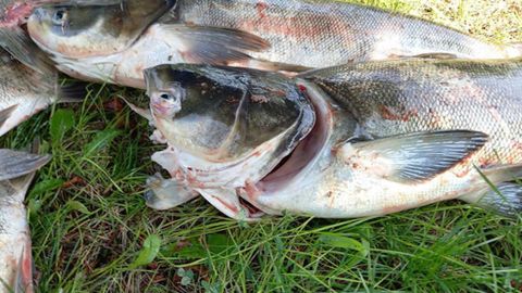 У плотины ДнепроГЭС массово погибла рыба