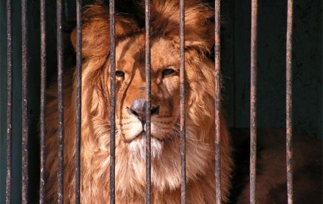 Пьяный россиянин проник в зоопарк, чтобы "поговорить" со львом