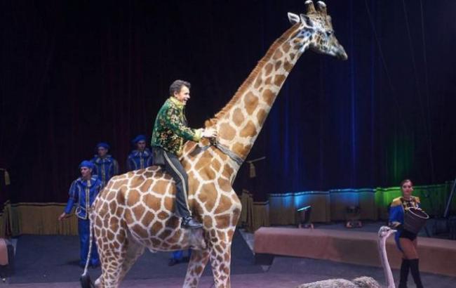 У цирку "Кобзов" намагаються приховати смерть жирафи