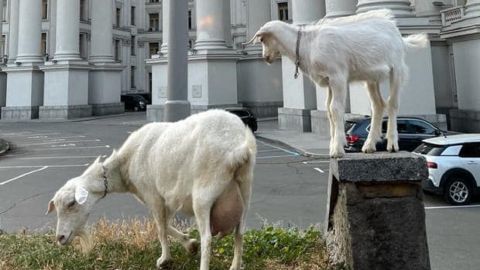 В центре Киева козы паслись возле МИДа: курьезное фото