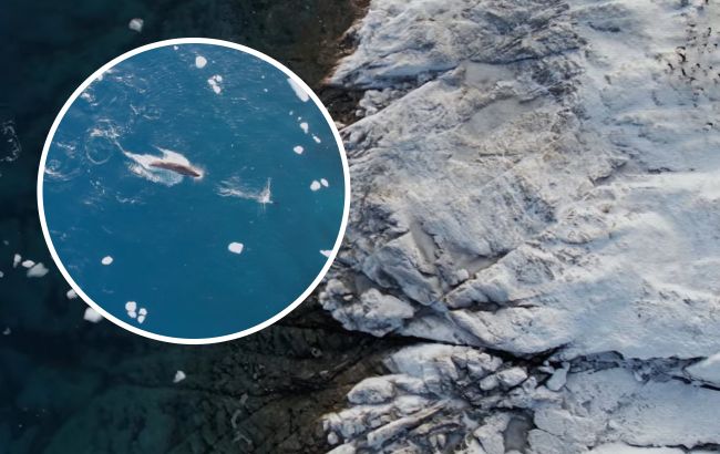 Найвправніший хижак у водах Антарктики. Полярники показали, як полює морський леопард (відео)