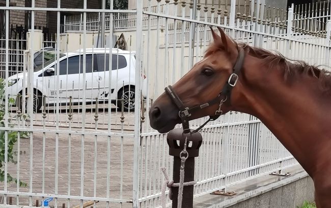 Возле горсовета в Днепре установили "парковку" для лошадей: местные удивились (фото)