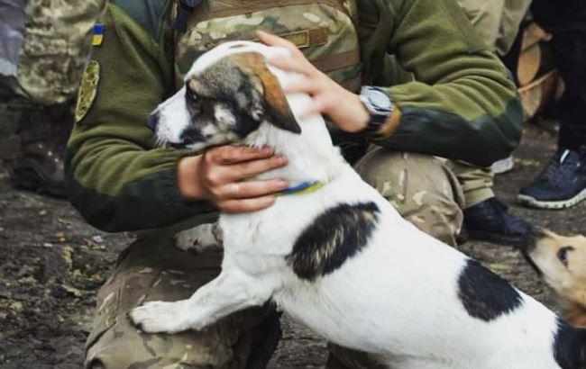 "Собака горела заживо": боец рассказал о судьбе животных на Донбассе