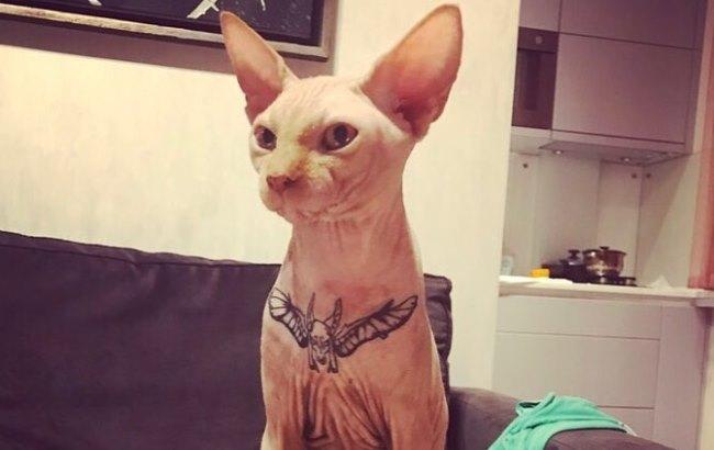 "Богоугодна справа": господар кота, який зробив тварині татуювання, знайшов собі виправдання