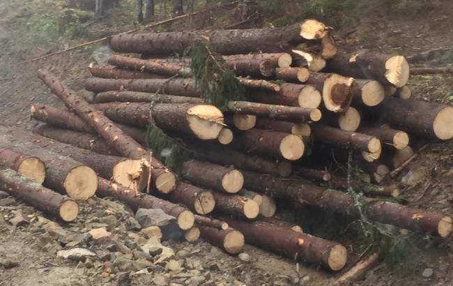 "Медленная болезненная смерть": в сети показали масштаб вырубки лесов в Карпатах