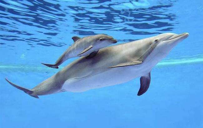 В одеському дельфінарії під час шоу народився дельфінятко